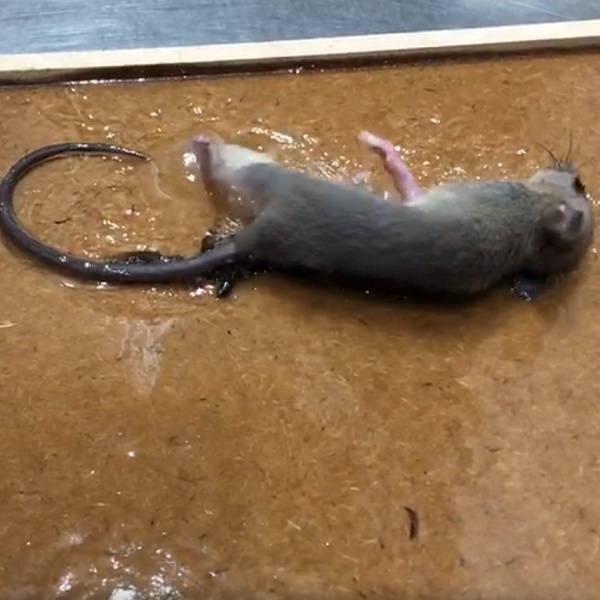 死老鼠 - 瞎貓碰到死老鼠 - 中英物語 ChToEn