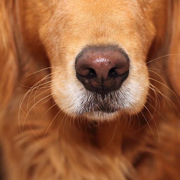 狗的咖啡色的鼻子 - 挖鼻孔 - 中英物語 ChToEn