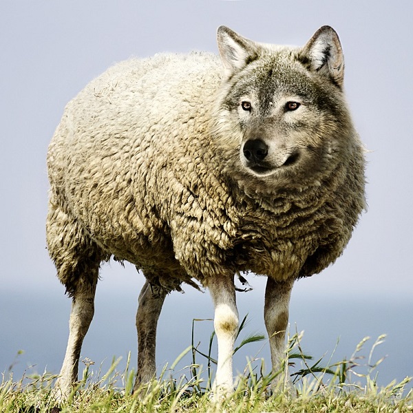 選擇題 如何把披著羊皮的狼翻譯成英語