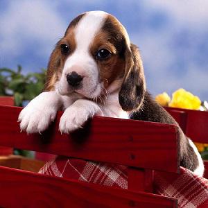 選擇題 如何把智慧的結晶翻成英文