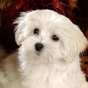 逗留 的英文怎麼說 中英物語chtoen 知道