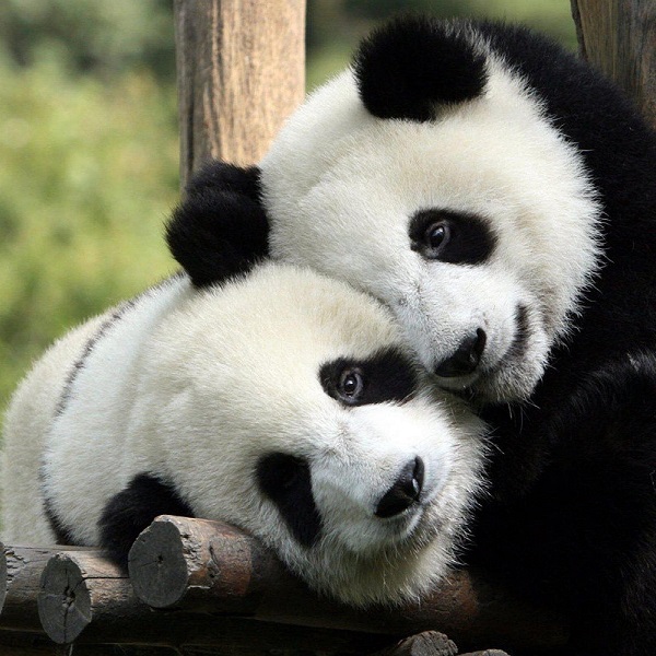 兩隻熊貓 - 緊抱 - 中英物語 ChToEn