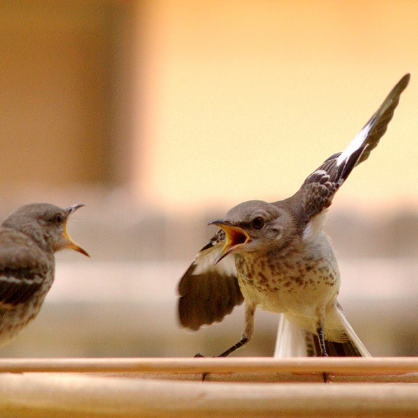 兩隻鳥吵架 - 找麻煩 - 中英物語 ChToEn