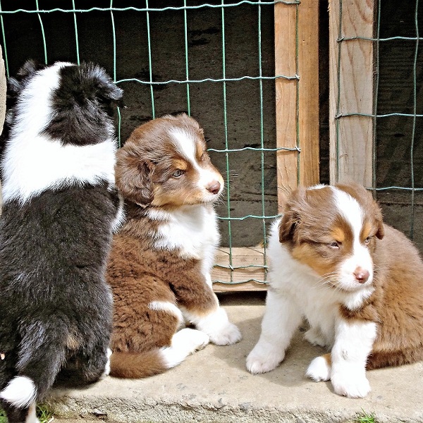 狗狗的英文翻譯大全