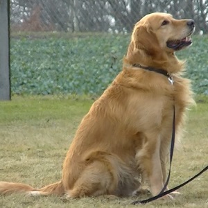 道士的英文怎麼說？