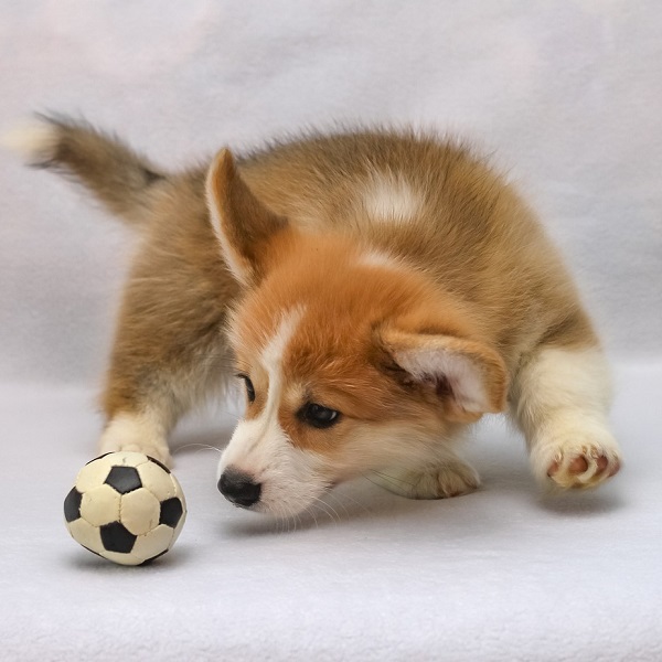 威爾斯柯基犬 - 柯基犬 - 中英物語 ChToEn 威爾斯柯基犬 - 柯基犬 - 中英物語 ChToEn