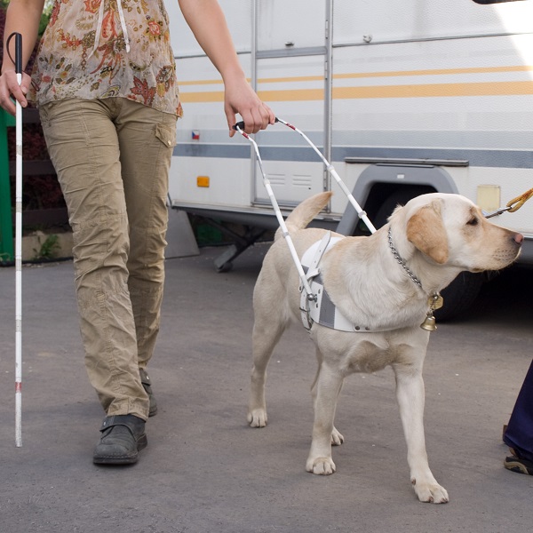 導盲犬 - 體貼 - 中英物語 ChToEn
