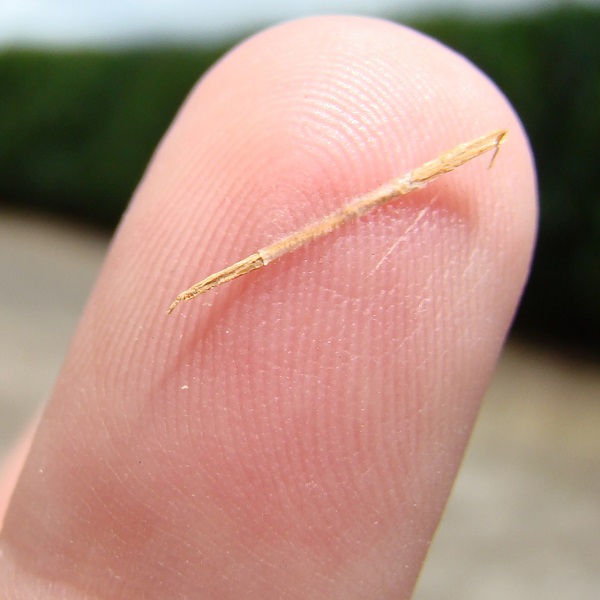 木扎的英文怎麼說？