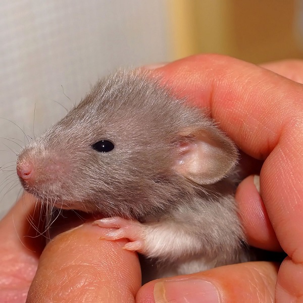 小老鼠 - 十二生肖 - 中英物語 ChToEn 小老鼠 - 十二生肖 - 中英物語 ChToEn