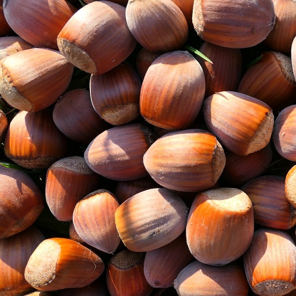 榛果 - 中英物語 ChToEn