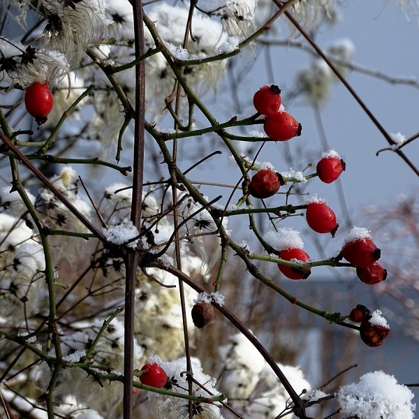 結水果的英文怎麼說？