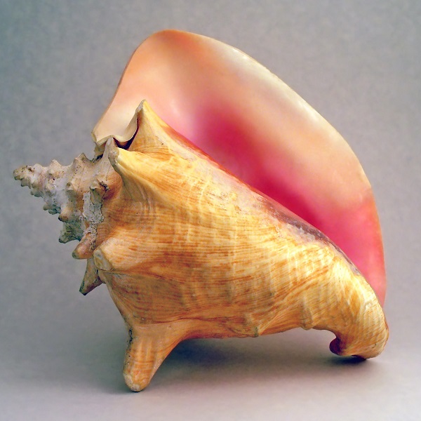 海螺的英文怎麼說？