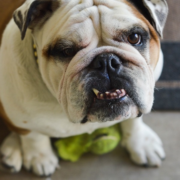 網路霸凌的英文怎麼說？