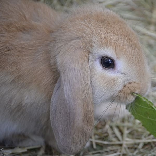 垂下來的耳朵的英文怎麼說？